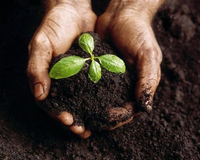Compost los gestort - per m3, Gratis verzending