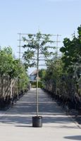 Sierappel als leiboom Malus Red sentinel h 320 cm st. omtrek 12 cm st. h 200 cm - Warentuin Natuurlijk