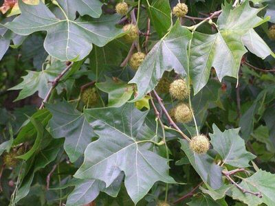 Dakplataan Dakplataan