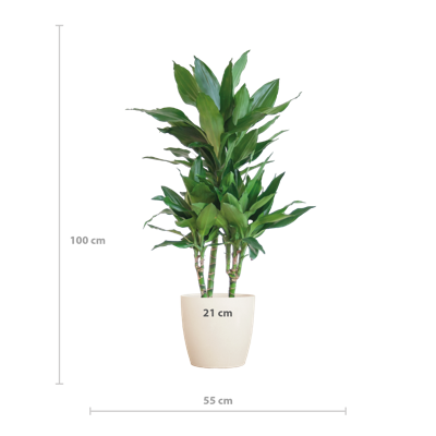 Dracaena Janet Lindt met Viber wit - 95cm - Ø21