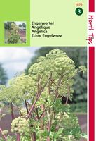 Engelwortel Angelica Arch. - Hortitops