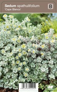 Vips Sedum spathulifolium Cape Blanco - Vetkruid