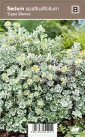 Vips Sedum spathulifolium Cape Blanco - Vetkruid - thumbnail