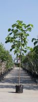Anna Paulownaboom Paulownia tomentosa h 550 cm st. omtrek 22,5 cm - Warentuin Natuurlijk