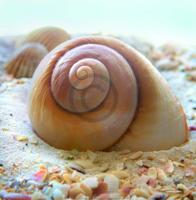 Kunstdruk Donna Geissler - Beach Shell IV 30x30cm