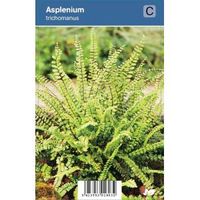 Steenbreekvaren (Asplenium Trichomanes) schaduwplant - 12 stuks