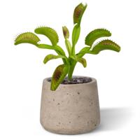 Kunst Venusplant Boeket 20 cm