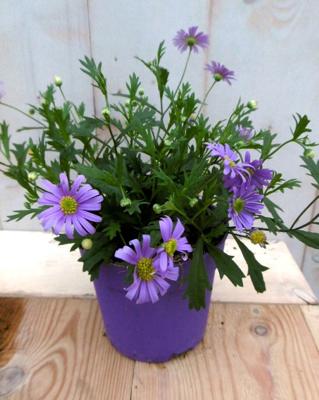 3 stuks! Perkplant Margrietje eenjarig blauw Leucanthemum Warentuin Natuurlijk - Warentuin natuurlijk