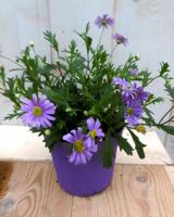 3 stuks! Perkplant Margrietje eenjarig blauw Leucanthemum Warentuin Natuurlijk - Warentuin natuurlijk