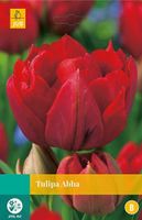 Tulipa Abba 5 bollen - JUB