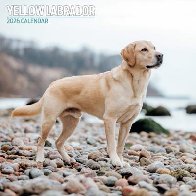 Labrador Retriever Blond Kalender 2026