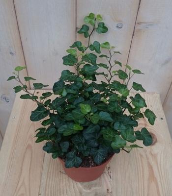 3 stuks! Hedera klimop groen - Warentuin natuurlijk