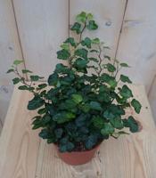 3 stuks! Hedera klimop groen - Warentuin natuurlijk