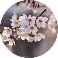 Fotobehang - Cherry Blossoms 140x140cm rond - Vliesbehang - thumbnail