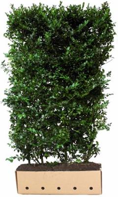 Ilex meserveae 'Blue Maid' Heg - Quickhedge