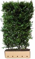 Ilex meserveae 'Blue Maid' Heg - Quickhedge