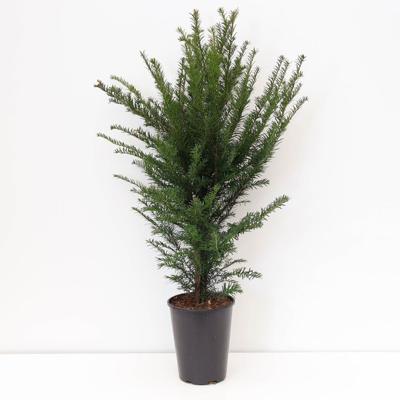 Taxus baccata 50-100 cm - Warentuin natuurlijk