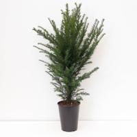 Taxus baccata 50-100 cm - Warentuin natuurlijk
