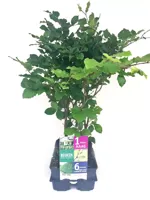 Beukenhaag - Fagus sylvatica 6-pack