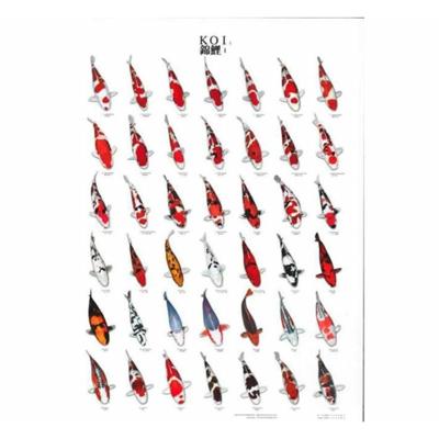 Superfish Koiposter Nr.1 A4 Gelamineerd - Weerbestendige Identificatiegids voor Koi