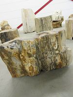 Fossiel hout C33 - thumbnail