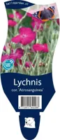 Lychnis coronaria &apos;Atrosanguinea&apos; (Prikneus) - thumbnail