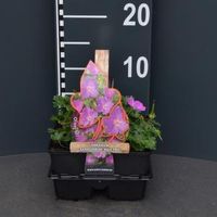 Ooievaarsbek (geranium sanguineum "Max Frei") bodembedekker - 4-pack - 1 stuks - thumbnail