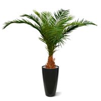 Canarie Phoenix kunstpalm deluxe 210 cm - thumbnail