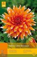 Dahlia color spectacle 1st bloembol zomer Dahlia JUB - Jub