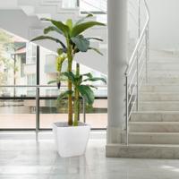 Bananen kunstboom 180cm