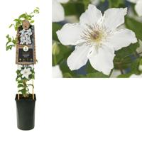 Clematis Destiny - Bosrank