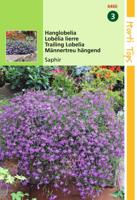 Lobelia Pendula Saphir - Hortitops Lobelia Pendula Saphir - Hortitops