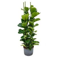 Ficus lyrata bambino 3pp M hydrocultuur plant