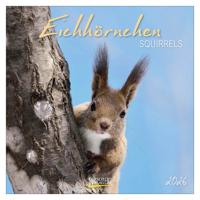 Eekhoorn Kalender 2026