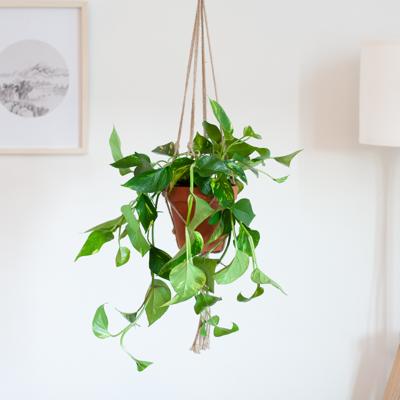 plantje.nl Epipremnum Pinnatum Aureum, Scindapsus Geel-groen Groene bladeren, Geel-groene bladeren Luchtzuiverend, Duurzamere keuze, Kokosvezel