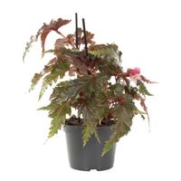 Begonia Serratipetala (angel leaf) - P 11 cm