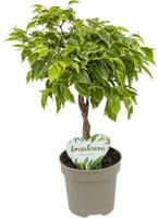 Ficus Lucky - Bushy King Twisted Stem Potmaat 12 H40-45 kamerplant Beautanic Lifestyle - Beautanic lifestyle