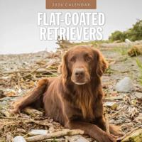 Flatcoated Retriever Kalender 2026