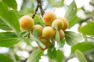 Hoogstam dikke Pruimenboom