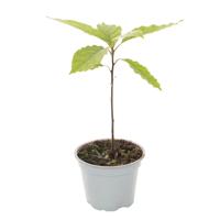 Avocado plantje