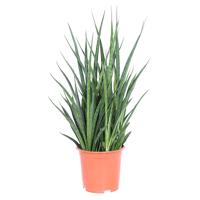 Sansevieria Kirkii Friends (studentenplant) - P 19 cm