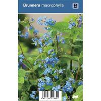 Kaukasisch vergeet-mij-nietje (brunnera macrophylla) schaduwplant - 12 stuks - thumbnail