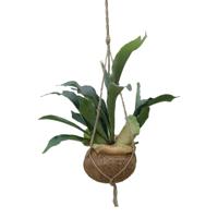 Kokodama Hertshoornvaren P 17 cm