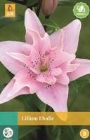 Lilium Elodie roze 1 bloembol Lelie JUB - Jub
