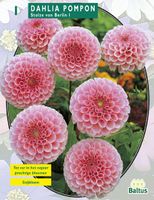 Zomer Bloembollen Dahlia Pompon Stolze von Berlin per 1 - Baltus Zomer Bloembollen Dahlia Pompon Stolze von Berlin per 1 - Baltus