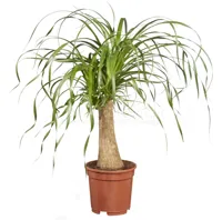 Olifantspoot - Beaucarnea recurvata 65cm