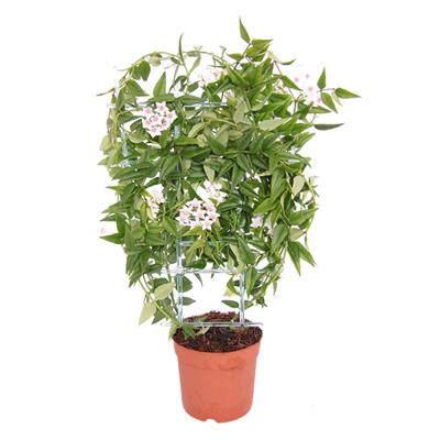 Hoya Bella - P12