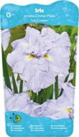 Japanese Iris / Iris Ensata Dinner plate Ice Cream