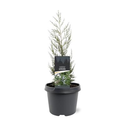 Juniperus chinensis Keteleeri 25-30 cm Conifeer - Warentuin natuurlijk