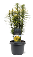 Cephalotaxus harringtonii Korean Gold 30-40 cm Conifeer - Warentuin natuurlijk